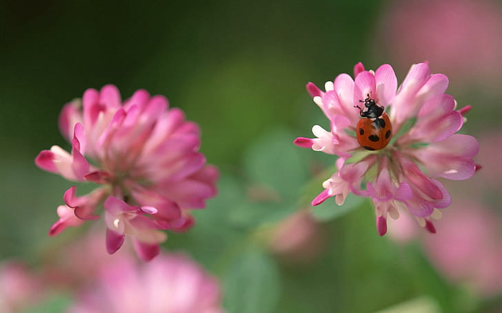 Ladybug&clover Flowers, clover, insect, nature, ladybug, flowers, pink, 3d and abstract, HD wallpaper