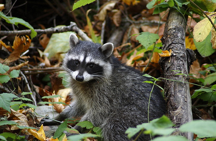 Resting Young Racoon, gray raccoon, Animals, Wild, Young, Resting, Racoon, HD wallpaper