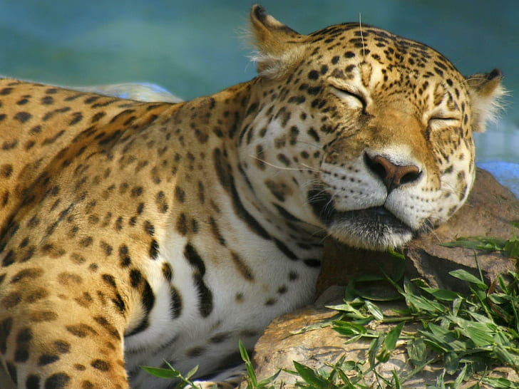 Леопард Спящий, желтый леопард, леопард, сон, животное, отдых, животные, HD обои