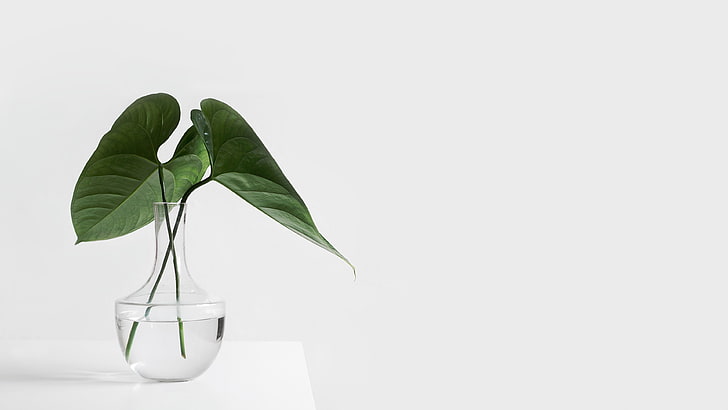 fotografi, tanaman, putih, meja, vas, Wallpaper HD