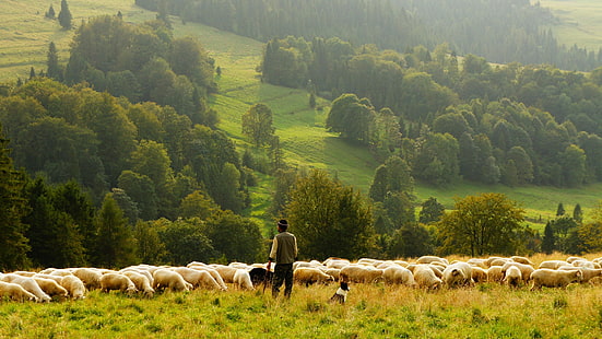 berger, mouton, troupeau d'agneau, troupeau, agneau, colline, flanc de coteau, herbe, vert, pâturage, champ, prairie, pâturage, chien, troupeau, Fond d'écran HD HD wallpaper