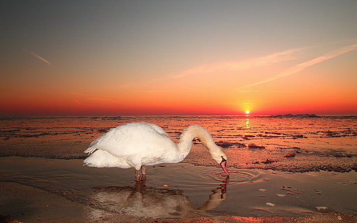 white bird, swan, water, sunset, sky, bird, HD wallpaper
