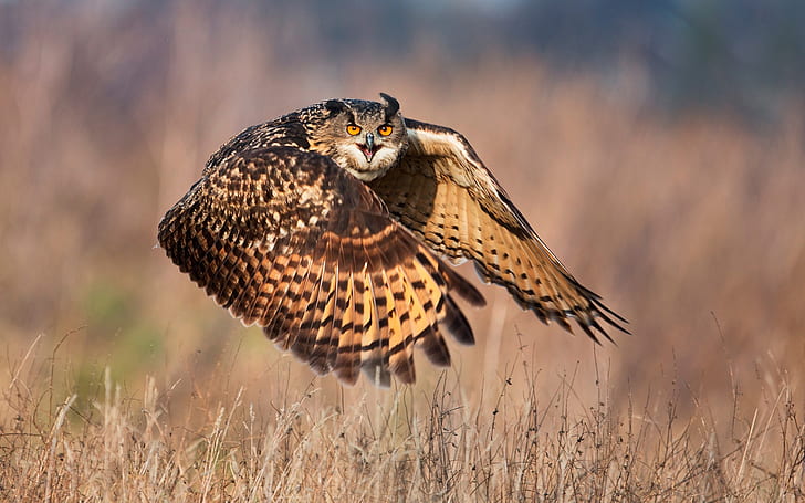 Grass, owl, flight, Grass, Owl, Flight, HD wallpaper