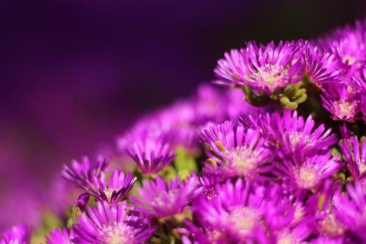 purple flower, f1.8, purple flower, flowers, nature, flower, purple, plant, close-up, macro, summer, beauty In Nature, HD wallpaper