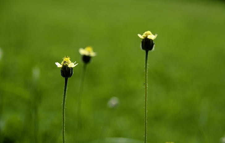 ดอกตูมสีเขียวสามดอกในเวลากลางวันกลางวัน Bokeh ดอกไม้สีเขียวใบไม้ Flickr อินเดีย Belur Karnataka Canon 1000D Sigma 70mm ดาไลลามะเพื่อนเก่าล่วงลับเพื่อนใหม่วันใหม่สิ่งที่มีความหมาย , DOF, ธรรมชาติ, หญ้า, ทุ่งหญ้า, โรงงาน, ฤดูร้อน, สีเขียว, กลางแจ้ง, ฤดูใบไม้ผลิ, ระยะใกล้, วอลล์เปเปอร์ HD