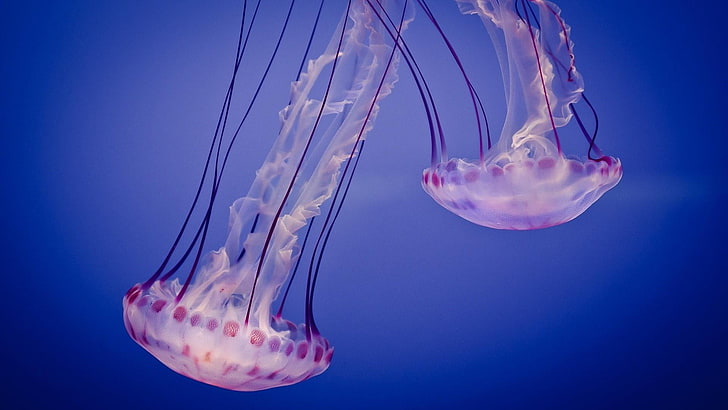 медузи, книдария, под вода, море, организъм, морска биология, океан, вода, HD тапет
