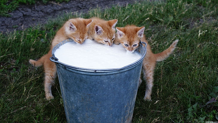 three orange kittens, cat, kittens, milk, animals, HD wallpaper
