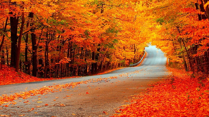 желтые и оранжевые цветущие деревья, фотография, природа, пейзаж, дорога, деревья, HD обои