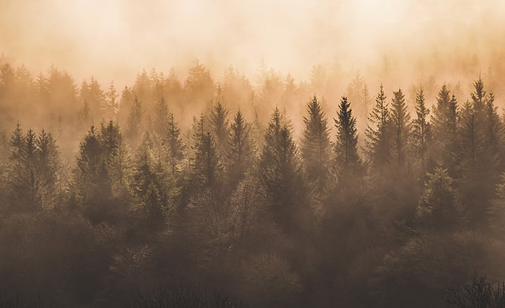 forêt, nature, brouillard, Fond d'écran HD
