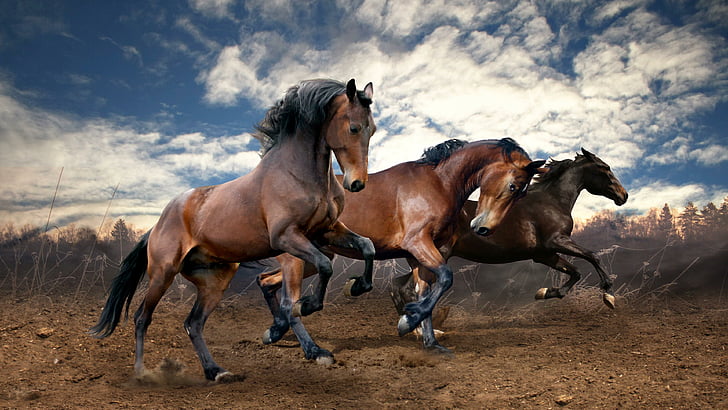 лошади, бег, земля, животные, HD обои