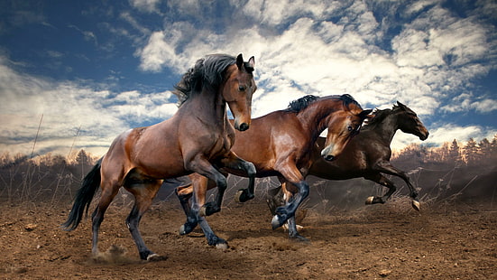 лошади, бег, земля, животные, HD обои HD wallpaper
