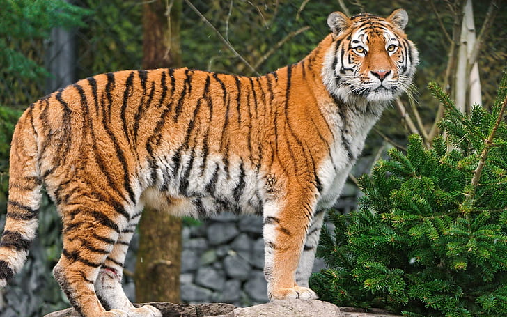 Superb tiger, photo of tiger, animals, 2560x1600, tiger, HD wallpaper
