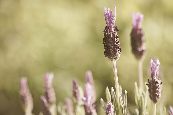 shallow focus of purple and black plant, de, Provence, shallow focus, purple, black, plant, lavender, sépia, close up, nature, flower, close-up, HD wallpaper
