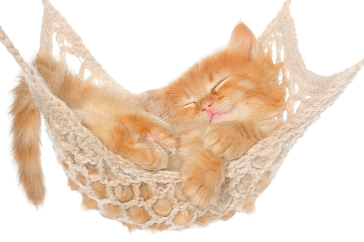 orange tabby kitten, cat, hammock, kitten, red, fluffy, HD wallpaper