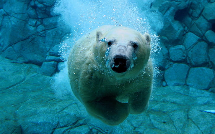 Polar Bear Diving, polar bear, polar bear, water, bear, HD wallpaper