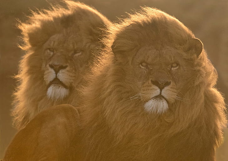 2頭のライオンの写真、ライオン-ネコ、野生動物、家畜化されていない猫、肉食動物、アフリカ、動物、サファリ動物、ネコ、野生の動物、大きな猫、自然、たてがみ、哺乳類、大、男性動物、サファリ、 HDデスクトップの壁紙