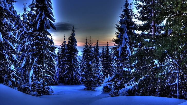 Kışın HDR, yaprak dökmeyen, orman, kış, gün batımı, doğa ve manzara muhteşem herdem yeşil orman, HD masaüstü duvar kağıdı