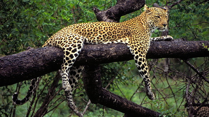 adult leopard, nature, tree, animal, predator, paws, leopard, lies, color, HD wallpaper