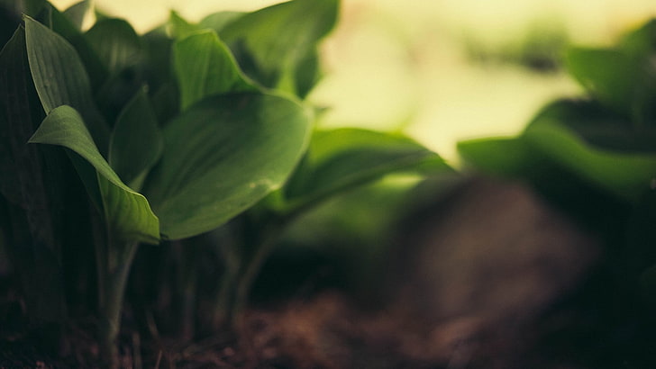الأوراق الخضراء ، عمق التصوير الميداني لنبات الورقة الخضراء ، الطبيعة ، الماكرو ، عمق الحقل ، الأوراق ، النباتات، خلفية HD
