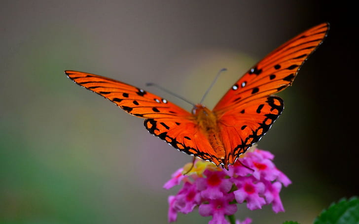 бабочка, природа, цветы, макро, HD обои