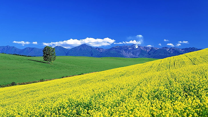 花、黄色の花、丘の中腹、花畑、フィールド、菜の花、菜の花畑、風景、日本、北海道、アジア、青い空、夏、山、夏、 HDデスクトップの壁紙