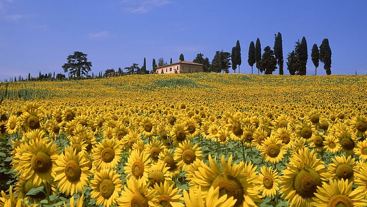 blommande växt, blomma fält, blå himmel, juli, sommar, europa, tuscany, italien, sluttning, kulle, dal, solros, daisy familjen, träd, vild blomma, gård, landskap, himmel, växt, fält, gul, HD tapet