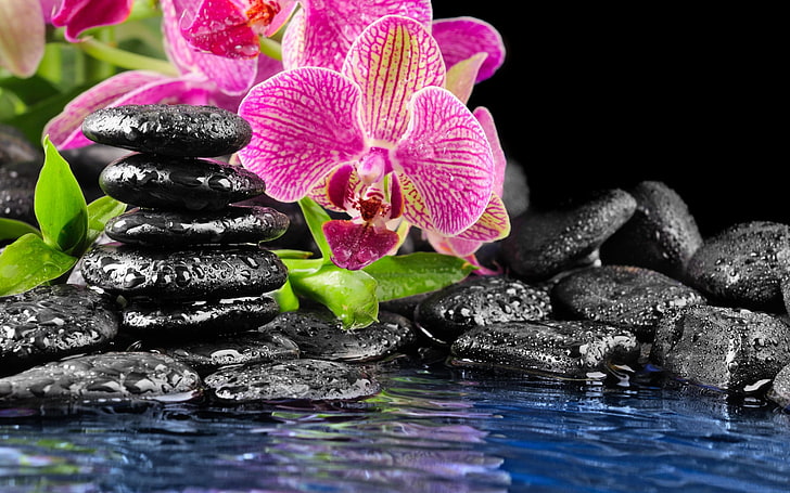 черный камень много, цветок, вода, камни, розовый, орхидея, черный, плоский, капли на камнях, HD обои