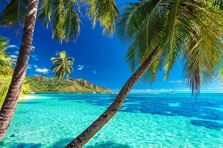 кафяво кокосово дърво, море, плаж, слънце, палми, бряг, лято, остров, рай, палми, тропически, HD тапет