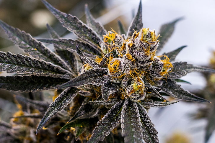 420, cannabis, marijuana, erba, Sfondo HD