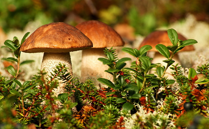 Осенние грибы, коричневые грибы, аэро, макро, HD обои