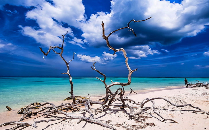 photographie de paysage de bord de mer, paysage, nature, plage, sable, tropical, mer, ciel, turquoise, Caraïbes, eau, nuages, arbres morts, Cuba, Fond d'écran HD
