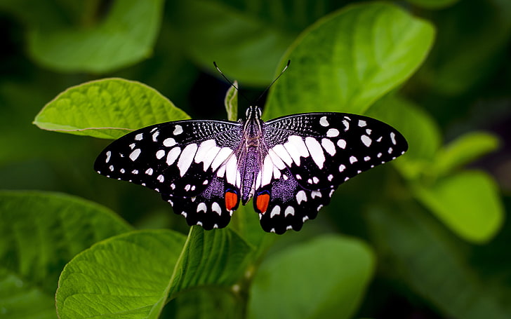 Grün lässt Schmetterlingsnahaufnahme 4K hohe Qualität, HD-Hintergrundbild