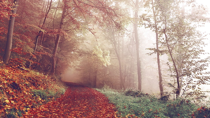 foggy, woodland, forest, autumn, forest path, fog, path, deciduous, tree, HD wallpaper