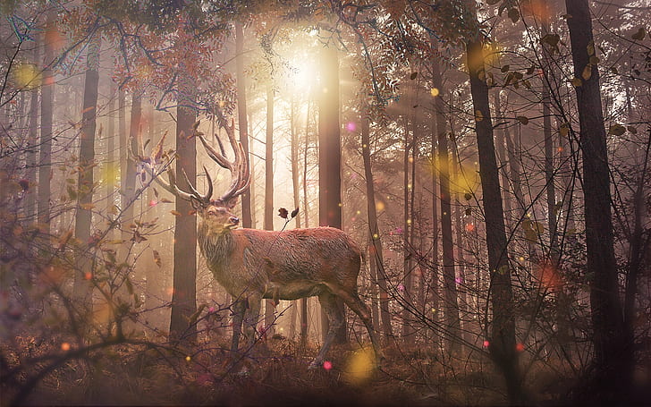Wald, Natur, Hirsch, HD-Hintergrundbild