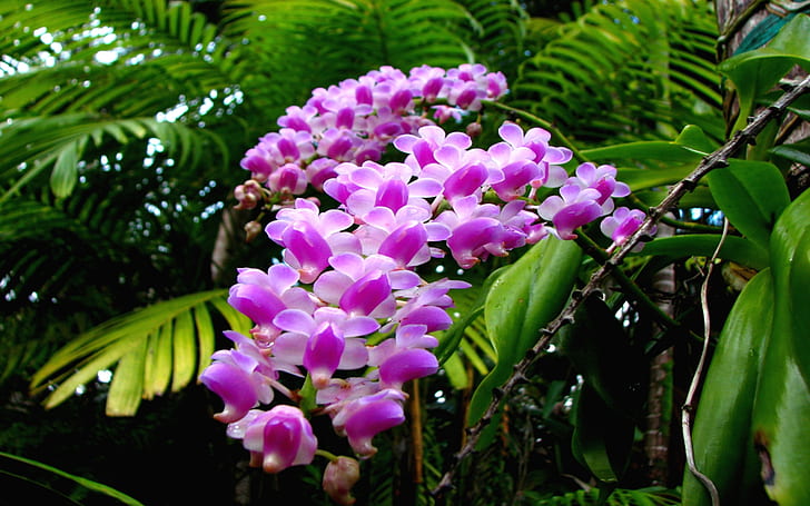 Tapeta Różowe Orchidee Tropikalne Lasy Deszczowe Kwiaty Hd 1920 × 1200, Tapety HD
