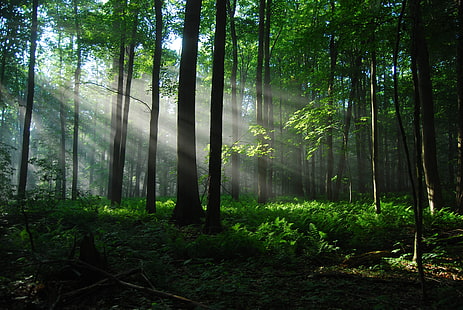 зеленый лист дерева, лес, солнечный свет, деревья, солнечные лучи, природа, HD обои HD wallpaper