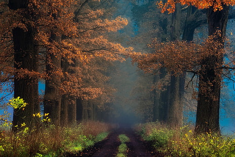 sfondi digitali alberi marroni e arancioni, sentiero con alberi, autunno, arbusti, nebbia, alberi, strada, sentiero, foglie, natura, paesaggio, Sfondo HD HD wallpaper
