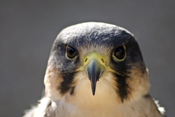 peregrine falcon, paruh, mata, close-up, kepala, Hewan, Wallpaper HD