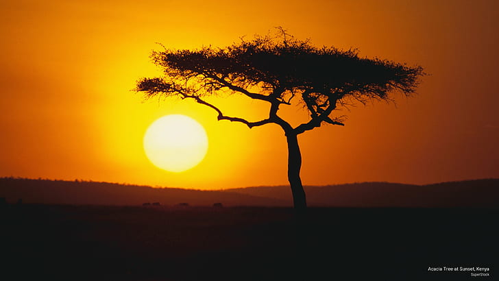 Acacia Tree at Sunset, Kenya, Sunrises/Sunsets, HD wallpaper