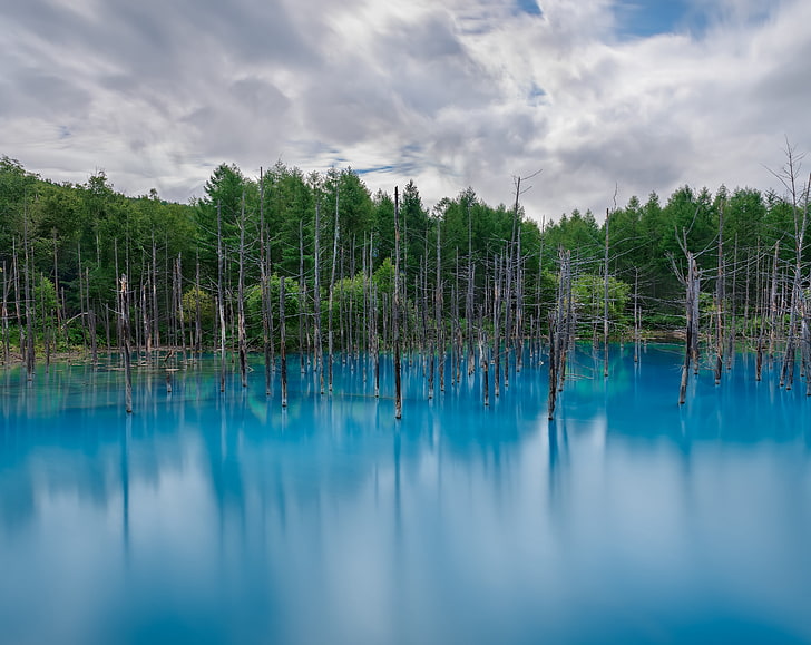 Flooded Forest, green leafed trees, Nature, Forests, Blue, Summer, Trees, Water, Japan, Long, Pond, District, Exposure, longexposure, hokkaidoprefecture, biei, bieicho, hokkaido, kamikawagun, kamikawa, kamikawadistrict, aoike, bluepond, minerals, HD wallpaper