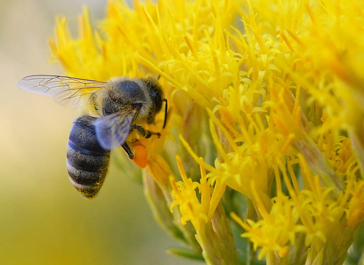 HD photography of gray and black bee on yellow flower, honey bee, rabbitbrush, honey bee, rabbitbrush, Honey Bee, Rabbitbrush, HD, photography, gray, black, yellow, flower, insect, bee, nature, pollination, pollen, close-up, macro, honey, animal, HD wallpaper