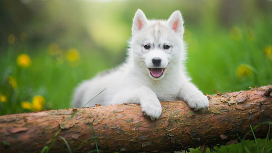 かわいい、犬、犬の品種、シベリアンハスキー、ハスキー、哺乳類、ハスキーの赤ちゃん、タマスカン犬、そり犬、子犬、北イヌイット犬、 HDデスクトップの壁紙 HD wallpaper