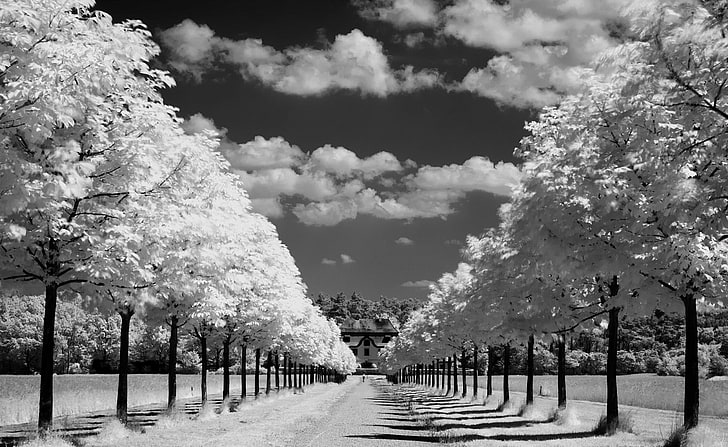 Arbres le long de la route en noir et blanc, photo en niveaux de gris des arbres, noir et blanc, blanc, noir, arbres, route, le long, Fond d'écran HD