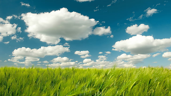 зелена трева поле, природа, пейзаж, небе, поле, растения, облаци, HD тапет