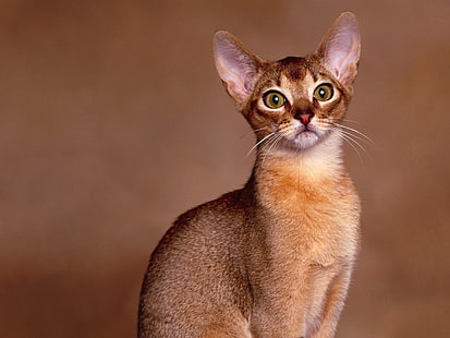 القط الحبشي كلوس أب ، قطة بنية قصيرة ، حبشية ، يقظة ، لطيفة، خلفية HD HD wallpaper