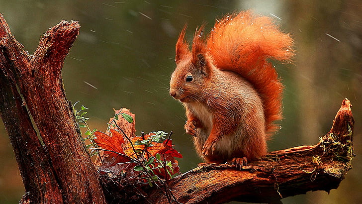 다람쥐, 눈이, 나무, 모호한, 귀여운, HD 배경 화면