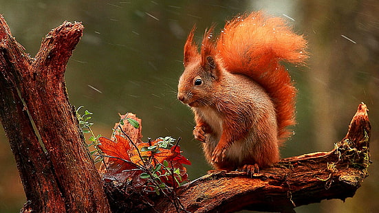 squirrel, snowing, tree, blurry, cute, HD wallpaper HD wallpaper