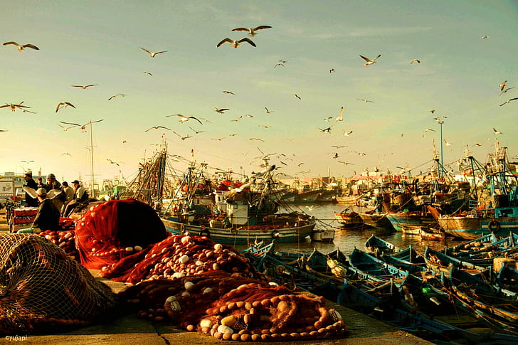 Maroc, Essaouira, Maroc, Essaouira, port, bateaux, rybackie, souvenez-vous, Rybak, oiseaux, mouettes, matin, Fond d'écran HD