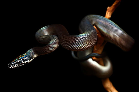 Natur, schwarzer Hintergrund, Tiere, Schlange, Reptilien, HD-Hintergrundbild HD wallpaper