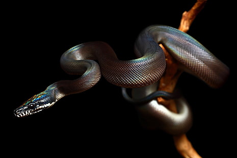 reptil, ular, binatang, alam, latar belakang hitam, Wallpaper HD HD wallpaper